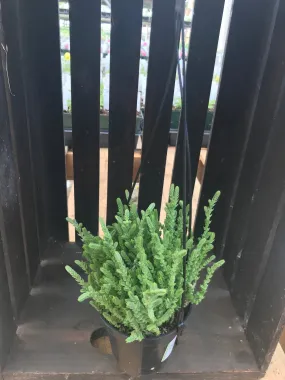 Watch Chain Crassula lycopodioides - HB